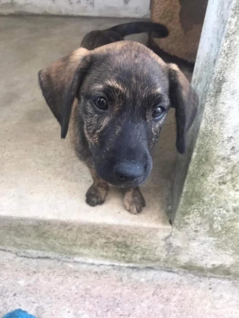 PETIFYC10304 photo 8