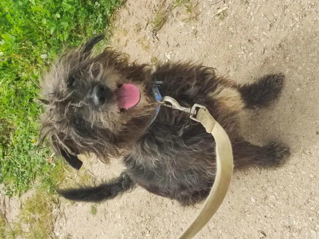 PETIFYC10305 photo 6