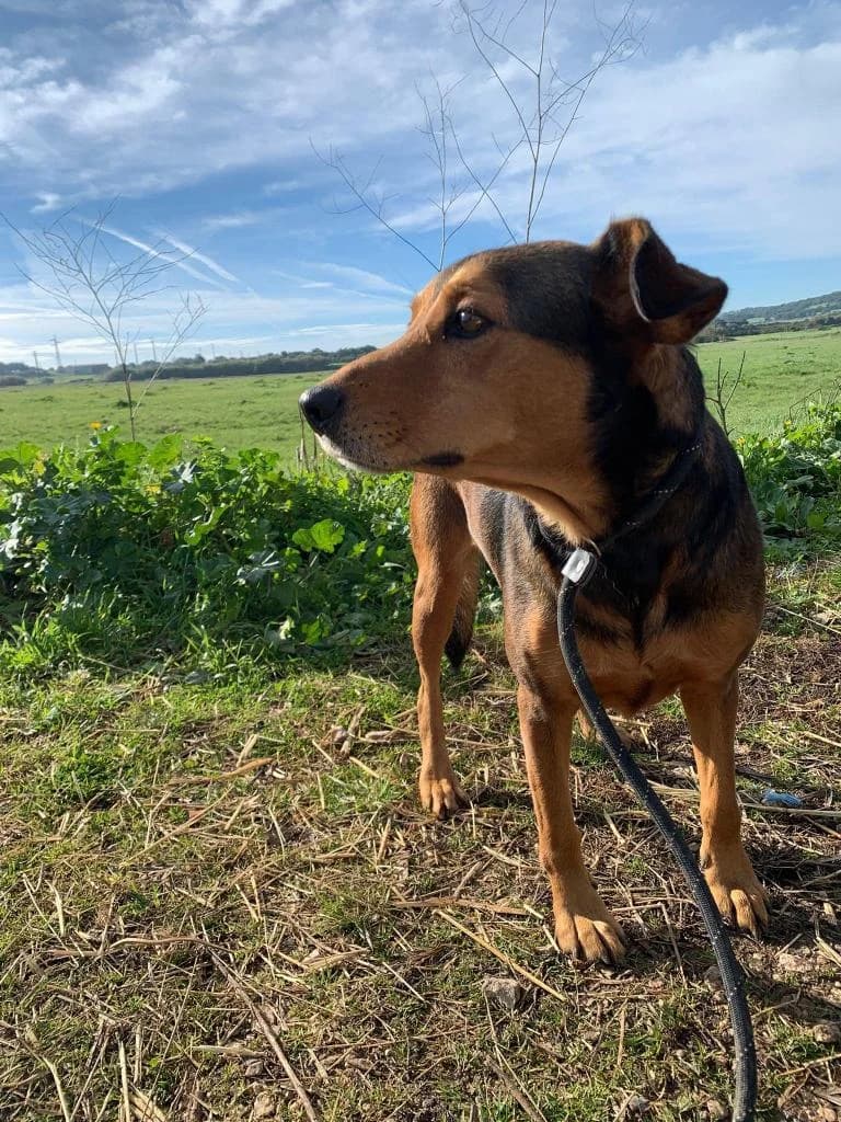 PETIFYC10306 photo 5