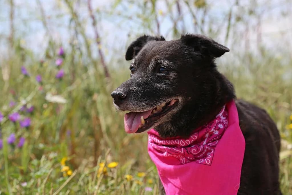 PETIFYC10307 photo 5