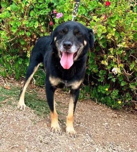 PETIFYC10308 photo 2