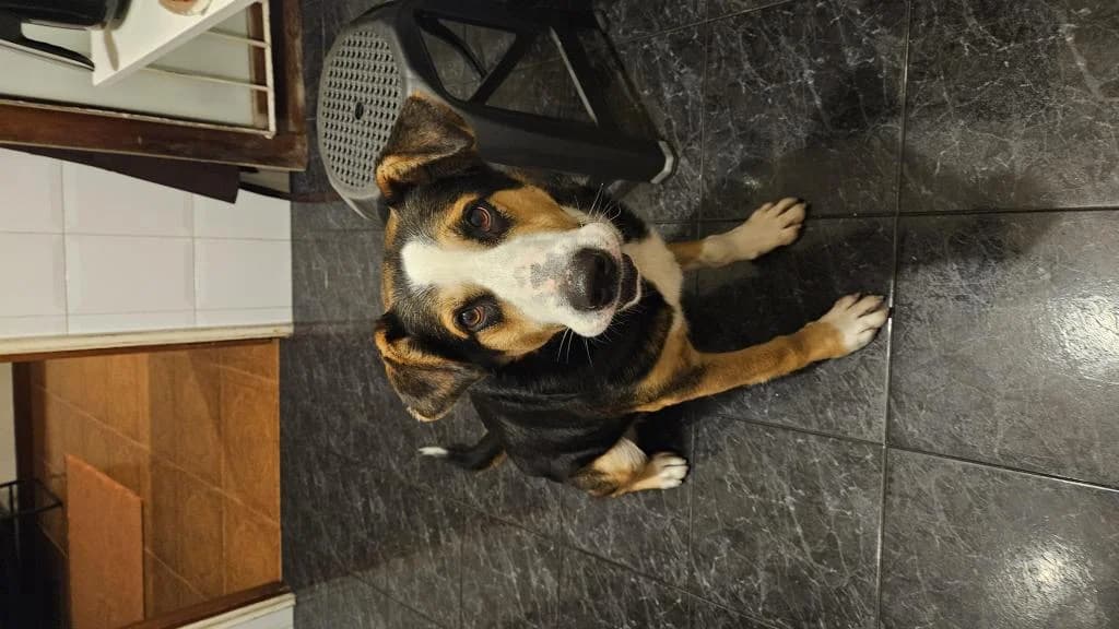 PETIFYC10325 photo 3