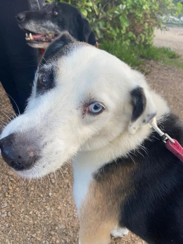 PETIFYC10326 photo 2