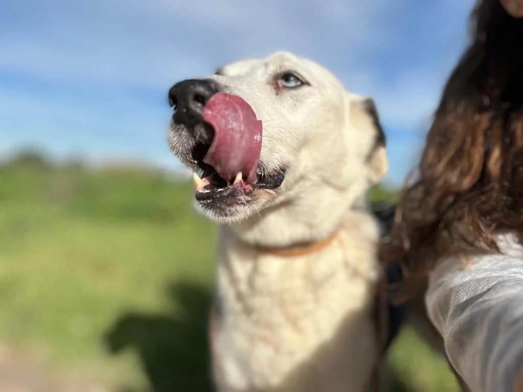 PETIFYC10326 photo 7