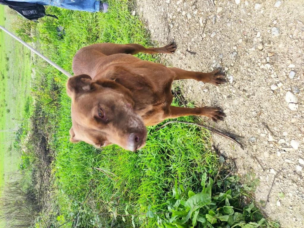 PETIFYC10328 photo 3