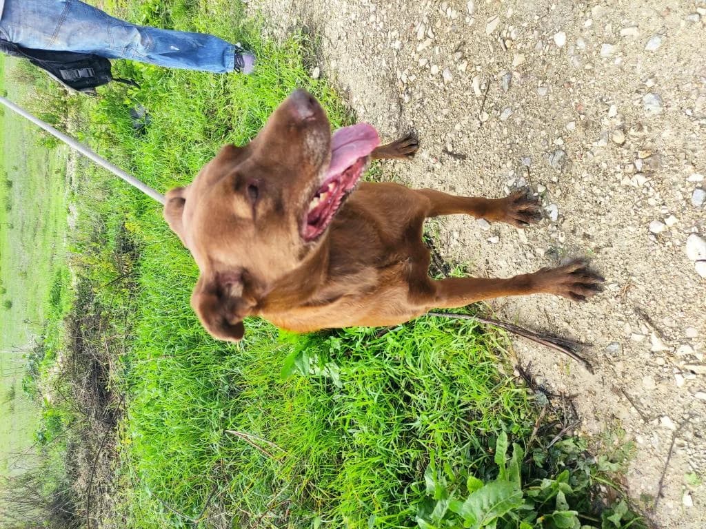 PETIFYC10328 photo 4