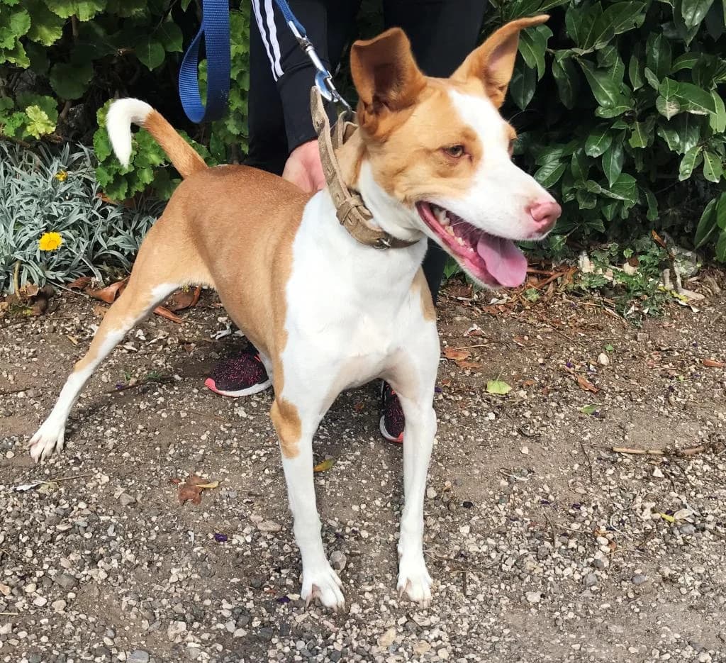 PETIFYC10331 photo 4