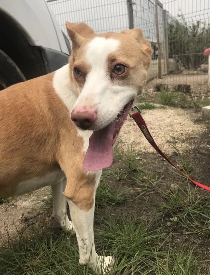 PETIFYC10331 photo 5