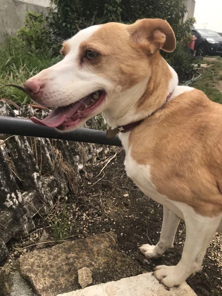 PETIFYC10331 photo 6