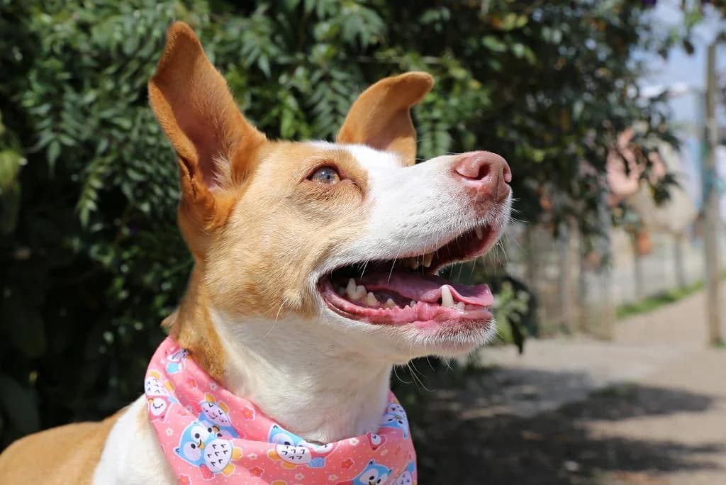 PETIFYC10331 photo 8