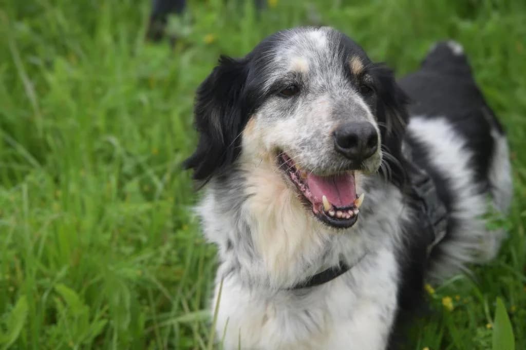 PETIFYC10332 photo 2