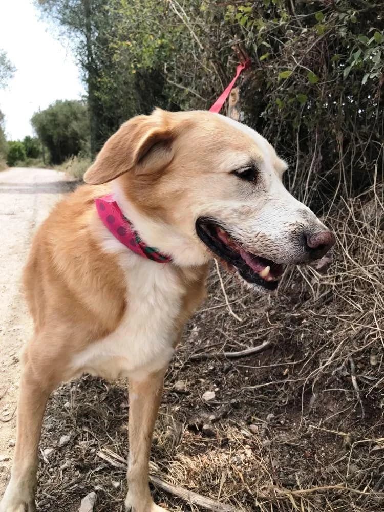 PETIFYC10333 photo 4