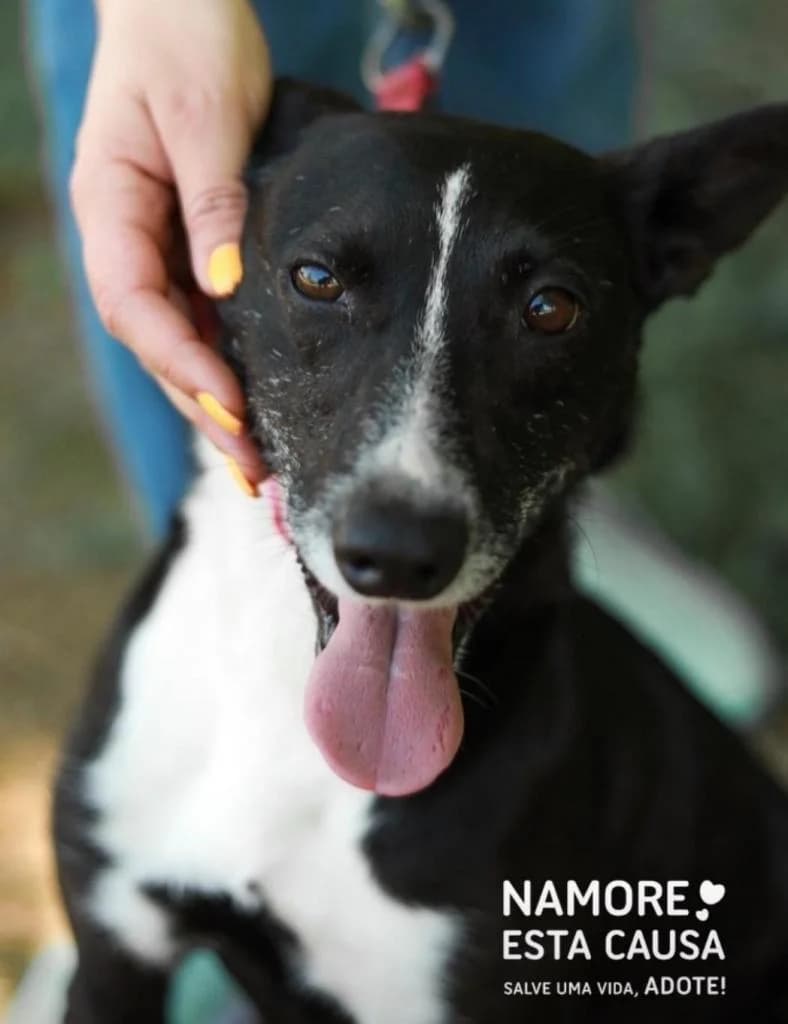 PETIFYC10333 photo 7