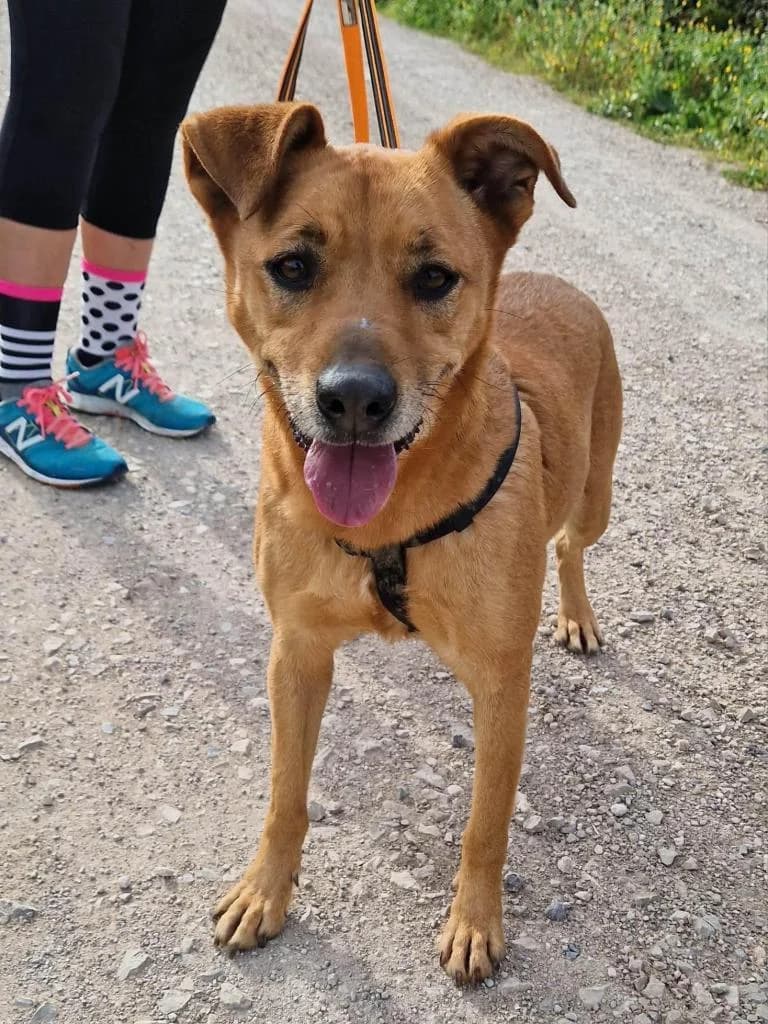 PETIFYC10334 photo 2