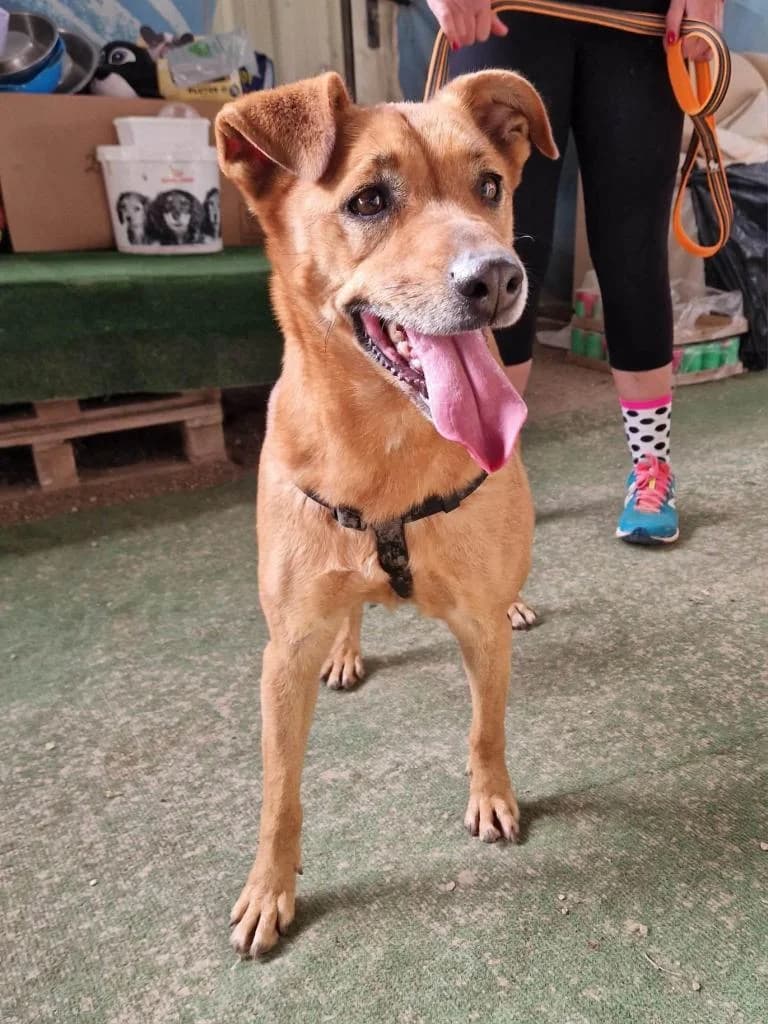 PETIFYC10334 photo 3