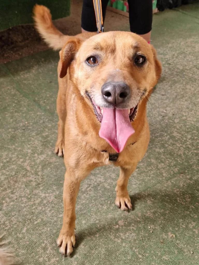 PETIFYC10334 photo 4