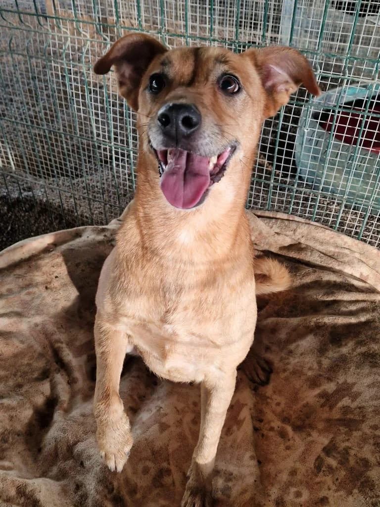 PETIFYC10334 photo 5