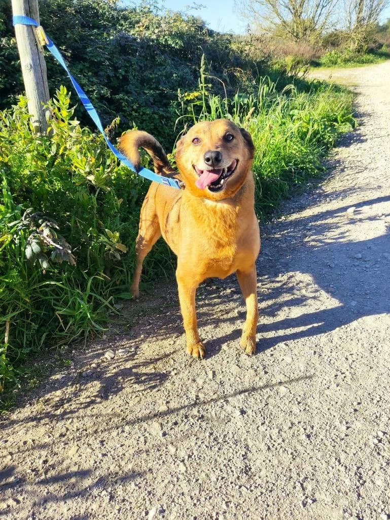 PETIFYC10335 photo 3