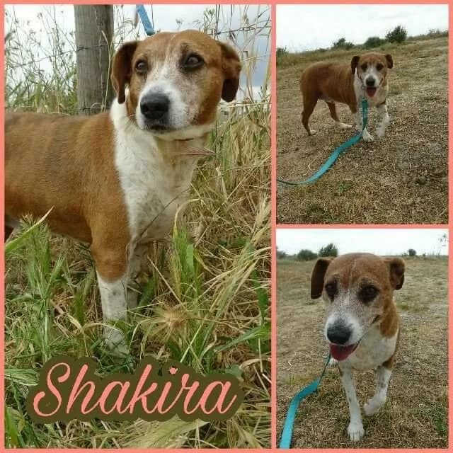 PETIFYC10335 photo 7