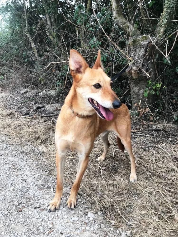 PETIFYC10336 photo 2