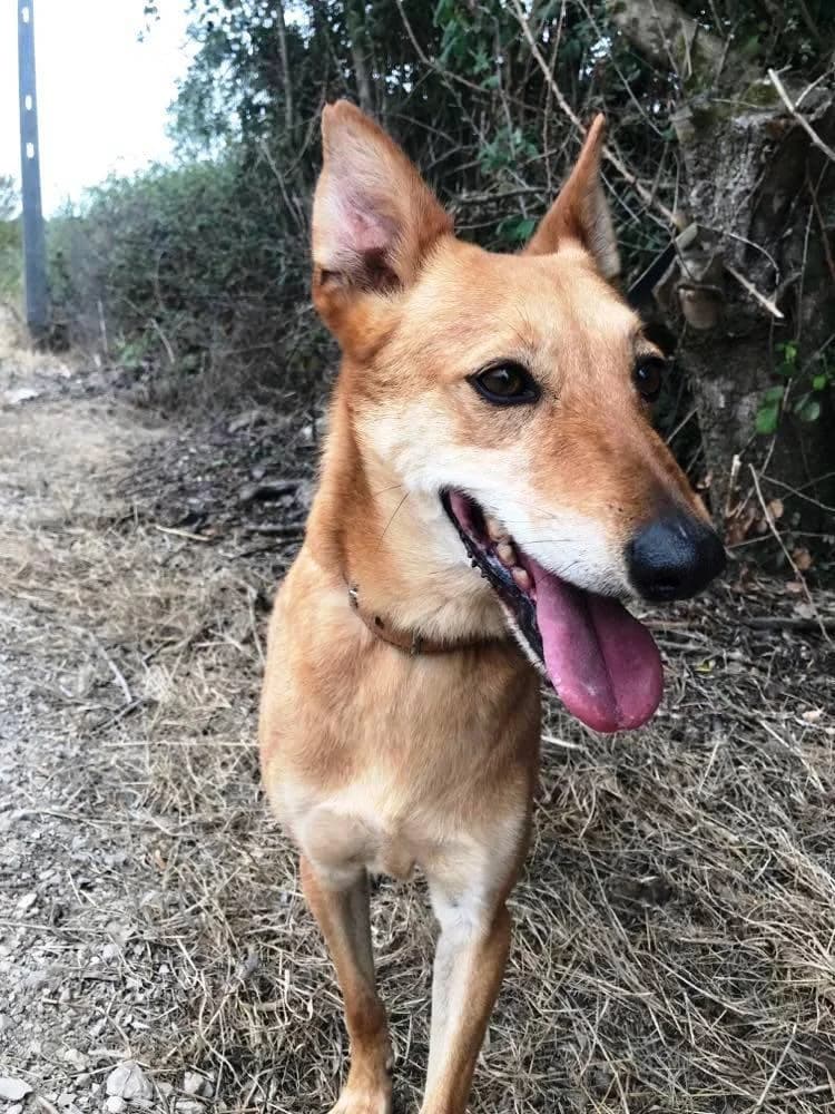 PETIFYC10336 photo 3