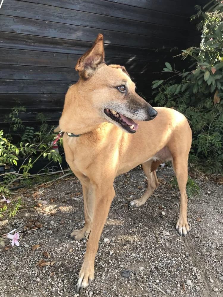 PETIFYC10337 photo 2