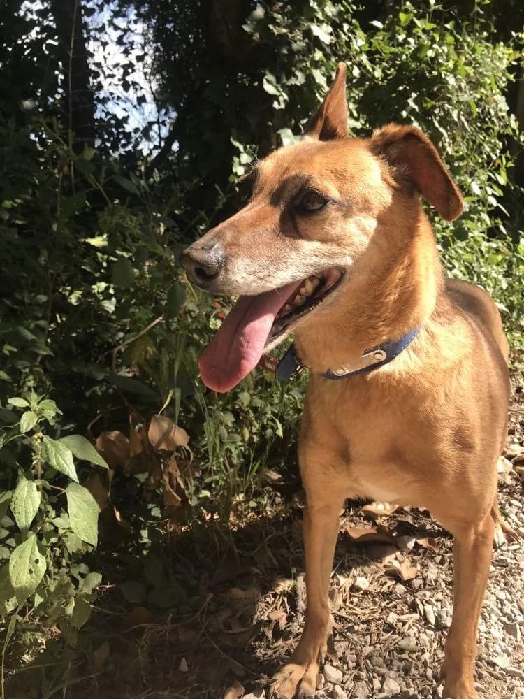 PETIFYC10337 photo 5