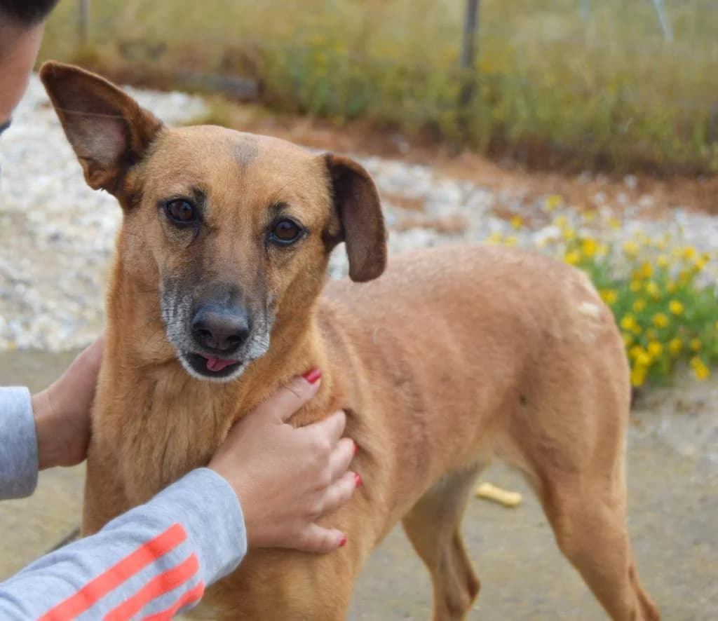 PETIFYC10337 photo 7