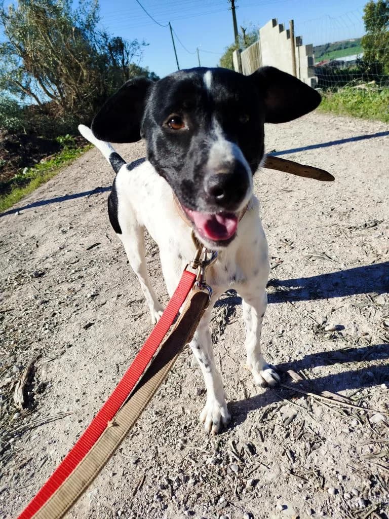 PETIFYC10338 photo 2