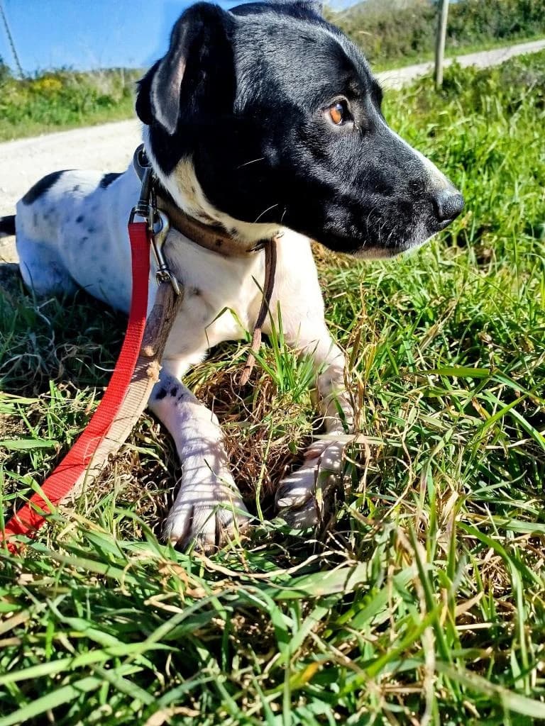 PETIFYC10338 photo 3