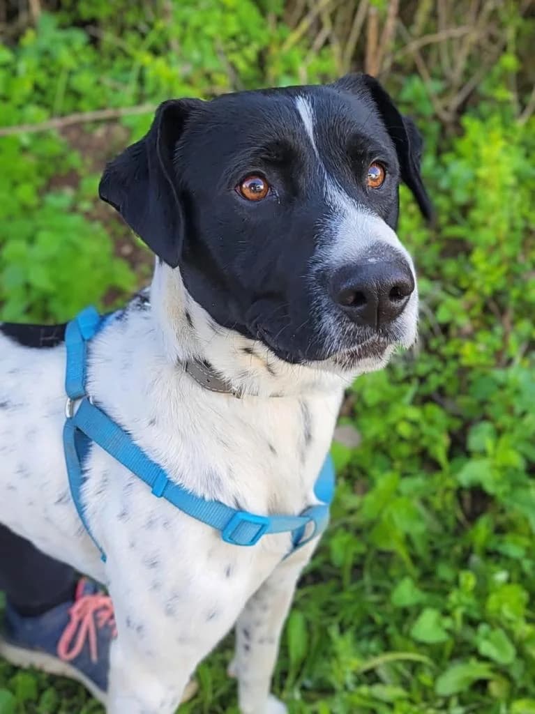 PETIFYC10338 photo 4