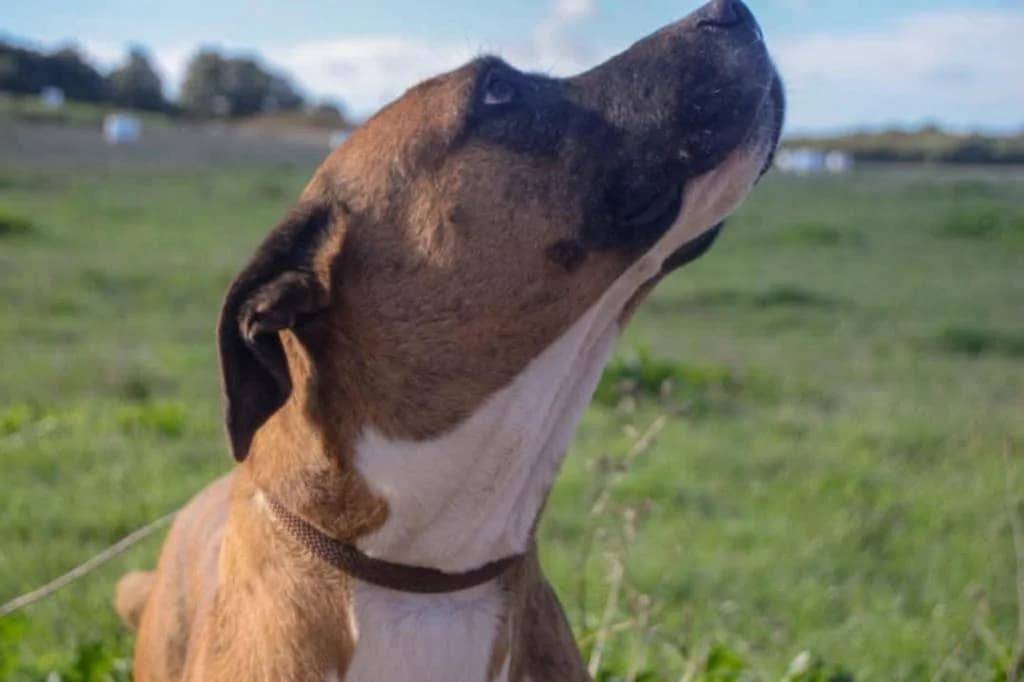 PETIFYC10339 photo 2