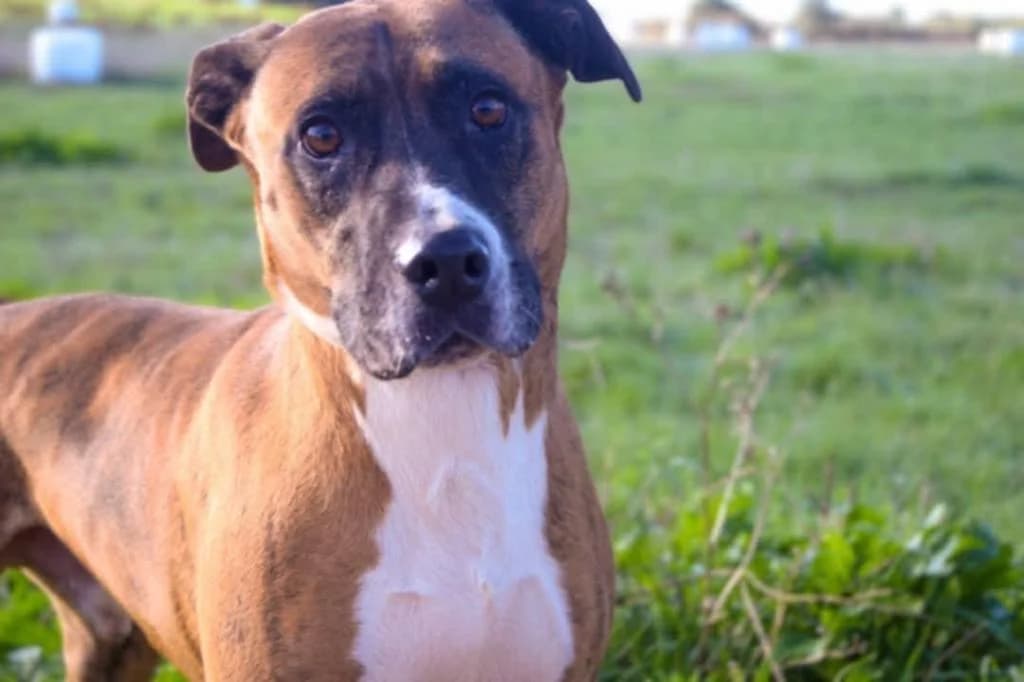 PETIFYC10339 photo 3