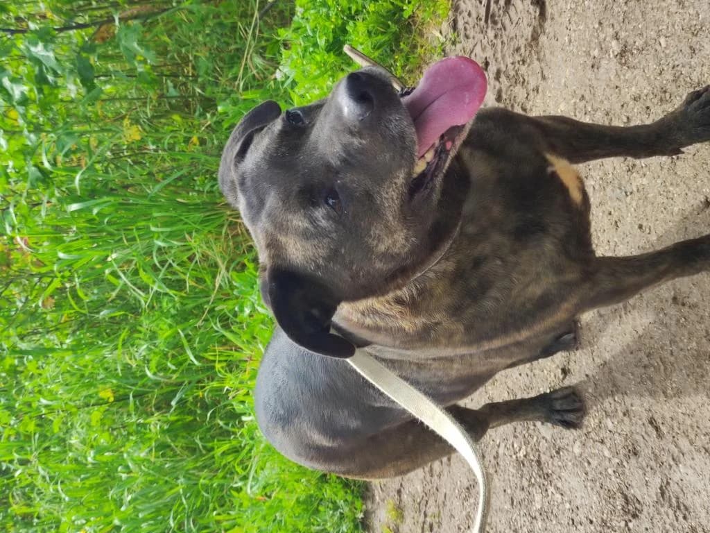 PETIFYC10339 photo 6