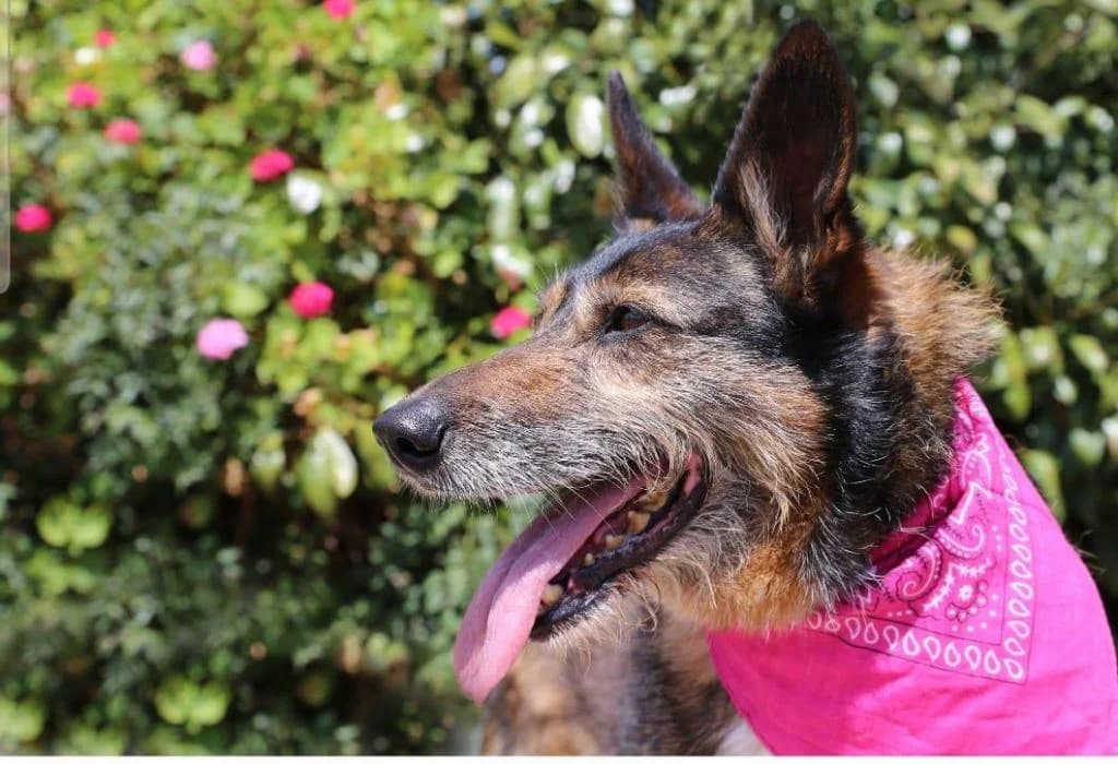 PETIFYC10341 photo 6