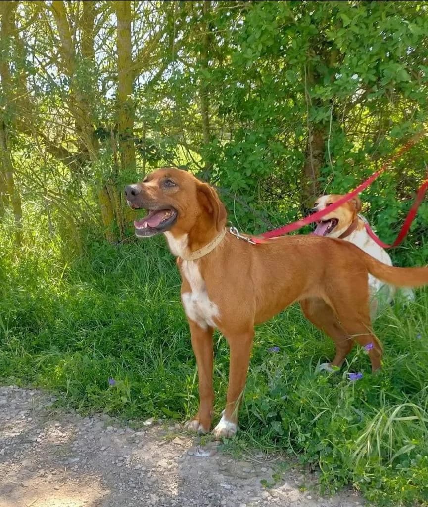 PETIFYC10342 photo 2