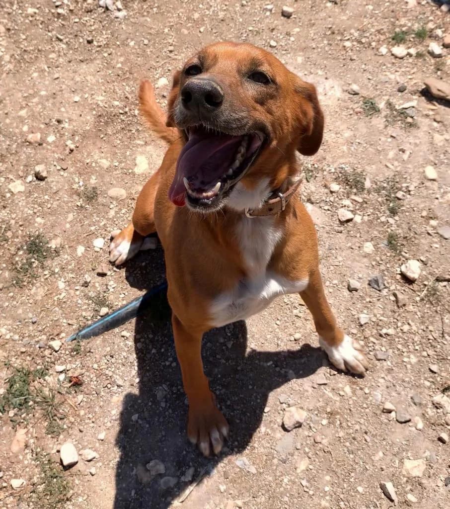 PETIFYC10342 photo 4