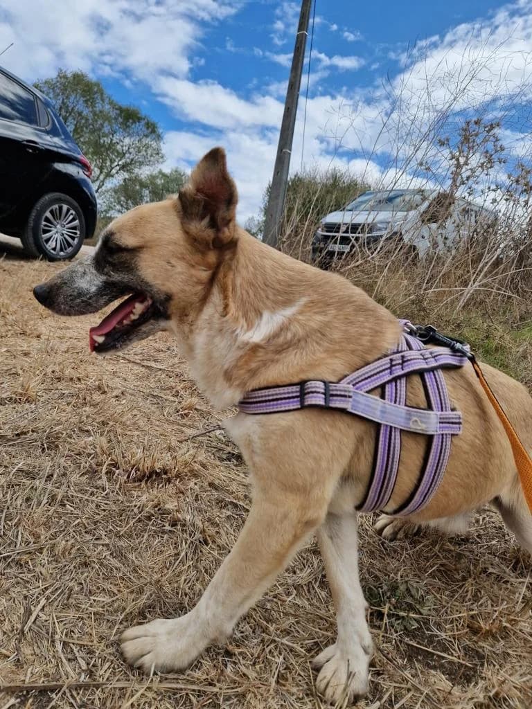 PETIFYC10343 photo 2