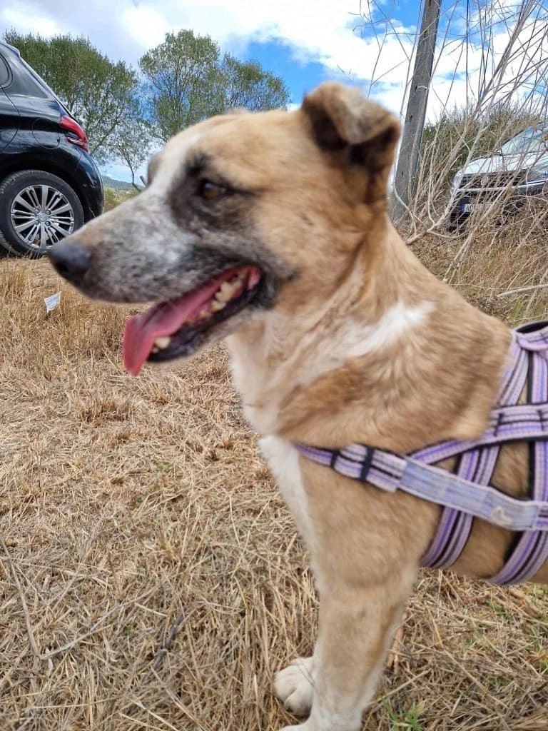 PETIFYC10343 photo 4