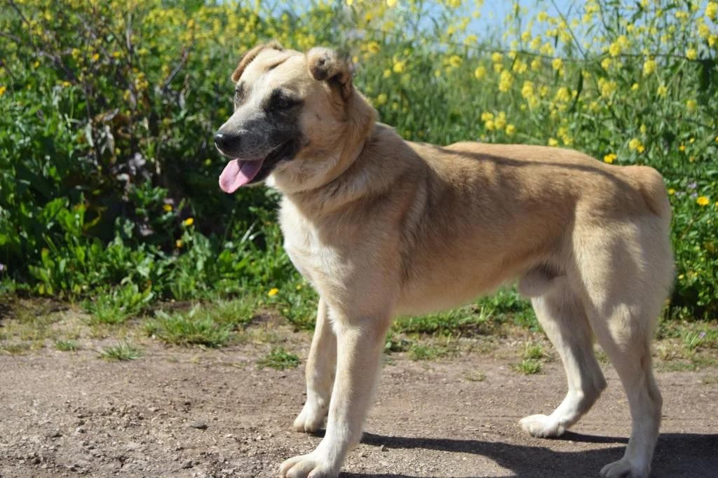 PETIFYC10343 photo 5