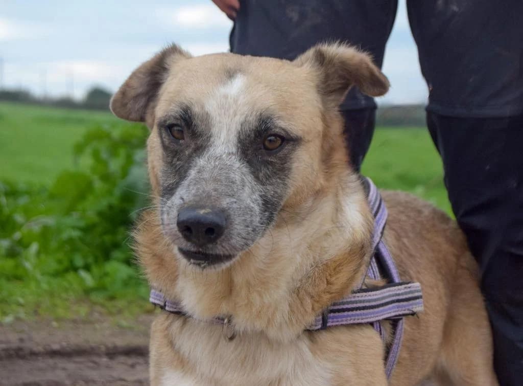 PETIFYC10343 photo 7