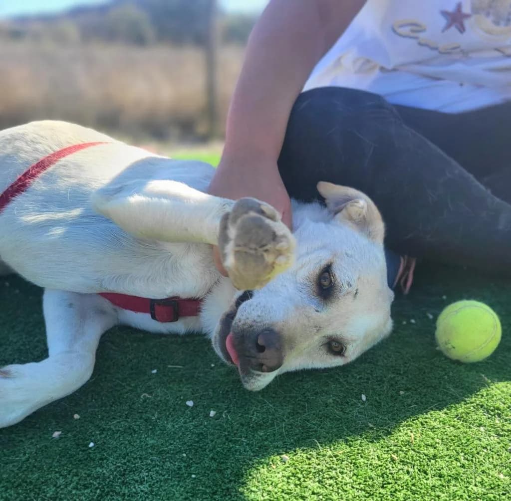 PETIFYC10344 photo 2