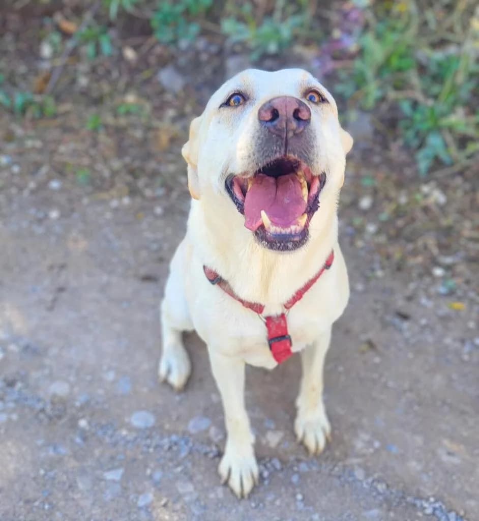 PETIFYC10344 photo 5