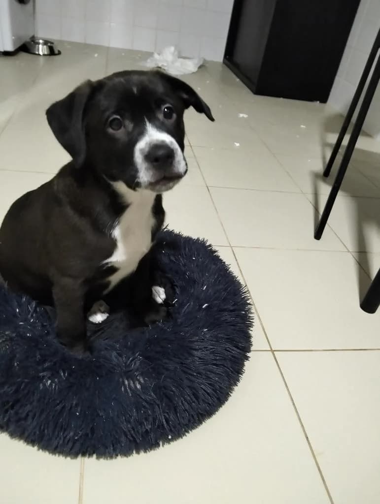 PETIFYC10344 photo 8