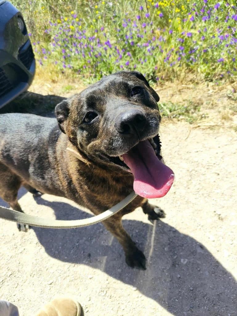 PETIFYC10345 photo 4