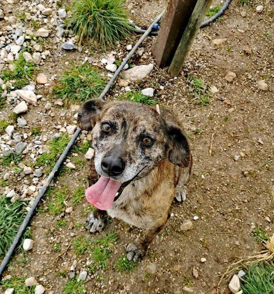 PETIFYC10346 photo 8