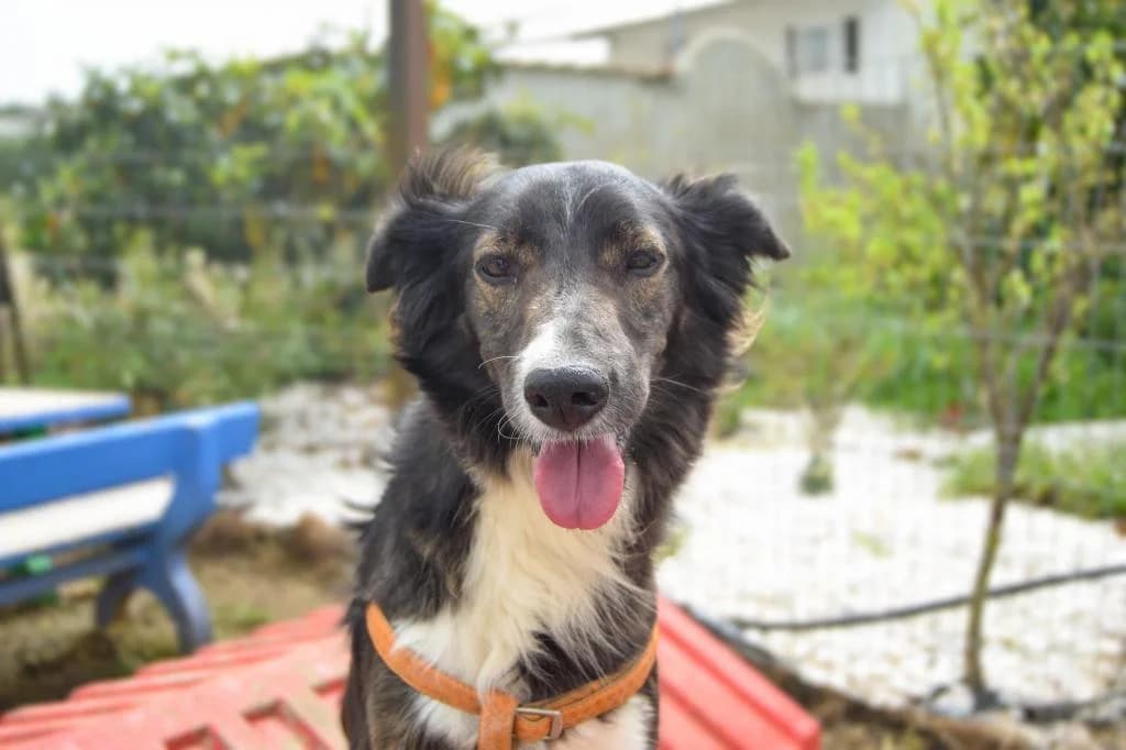 PETIFYC10347 photo 3