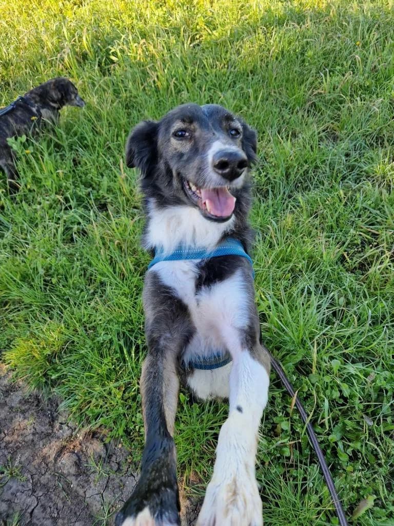 PETIFYC10347 photo 6