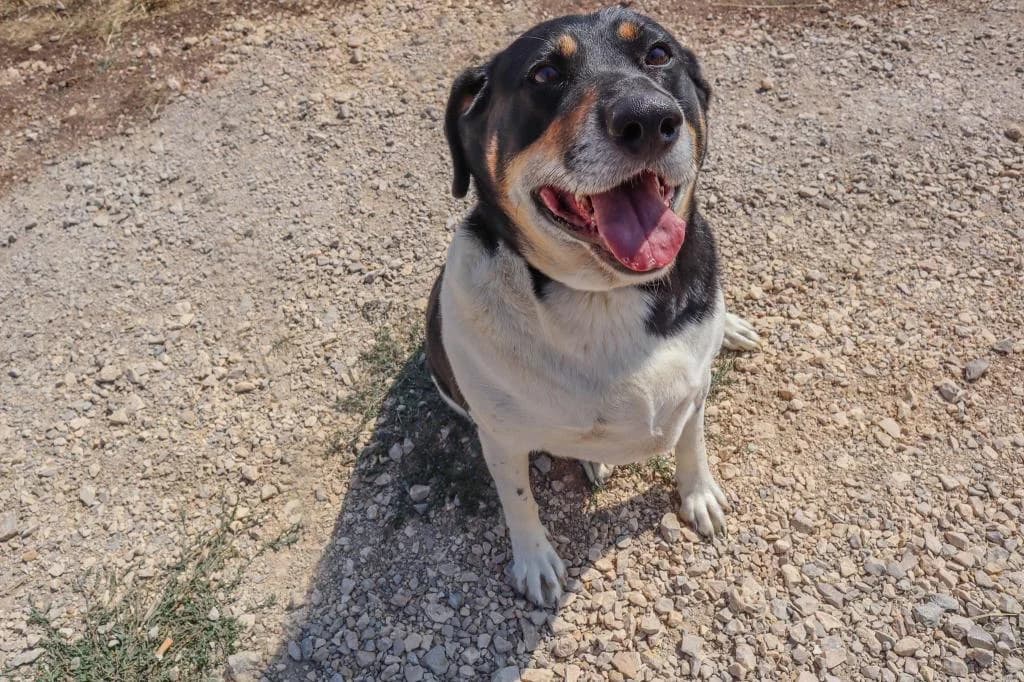 PETIFYC10349 photo 2