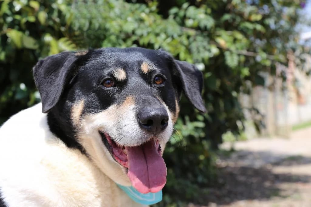 PETIFYC10349 photo 8